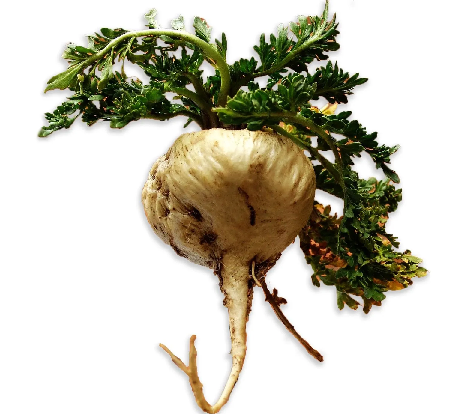Premium Tri-Color Maca Root - Organic