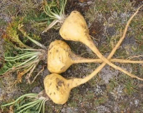 Premium Tri-Color Maca Root - Organic