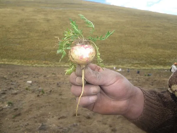 Premium Tri-Color Maca Root - Organic